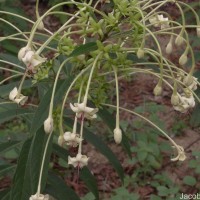 Clerodendrum indicum (L.) Kuntze
